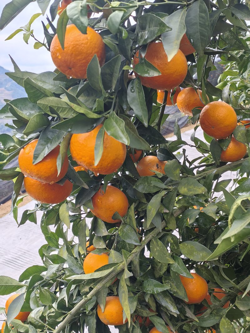 贵州沃柑大量上市皮薄肉多口感甜可对接全国市场