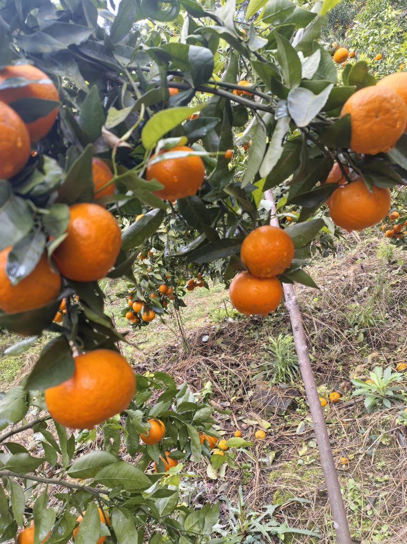 贵州沃柑大量上市皮薄肉多口感甜可对接全国市场