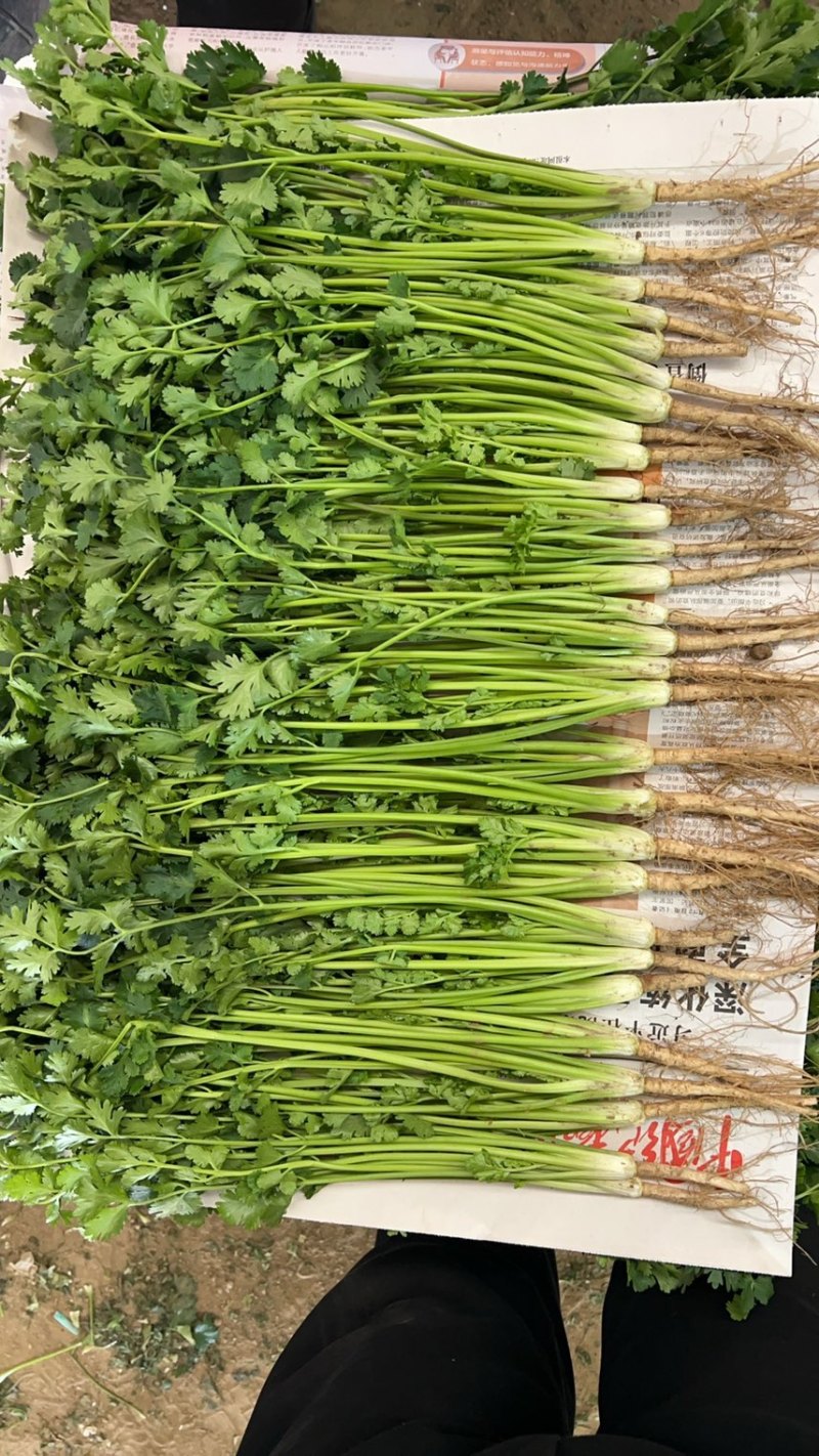 山东香菜大叶香菜新鲜上市货源充足品质保障欢迎联系