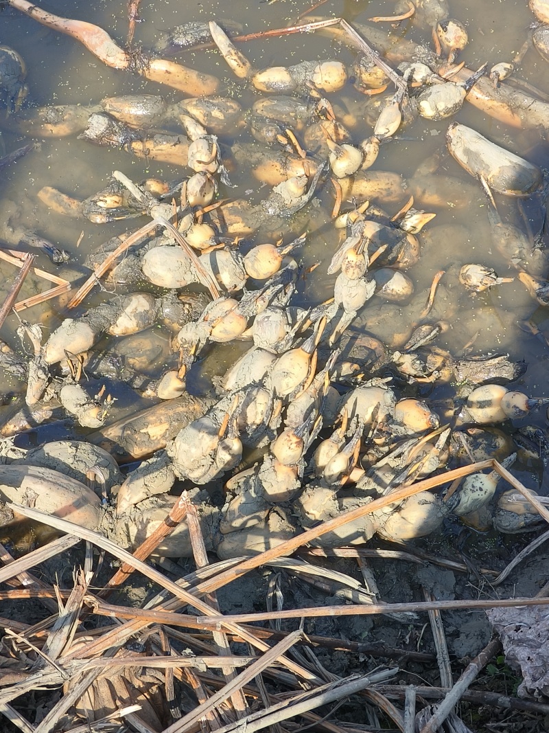 湖北手工藕苗，芽子全，运输不伤苗，成活率高，产量高