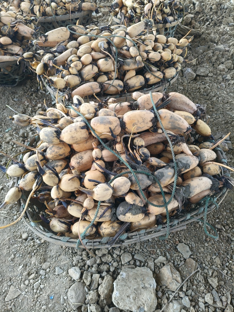 湖北手工藕苗，芽子全，运输不伤苗，成活率高，产量高