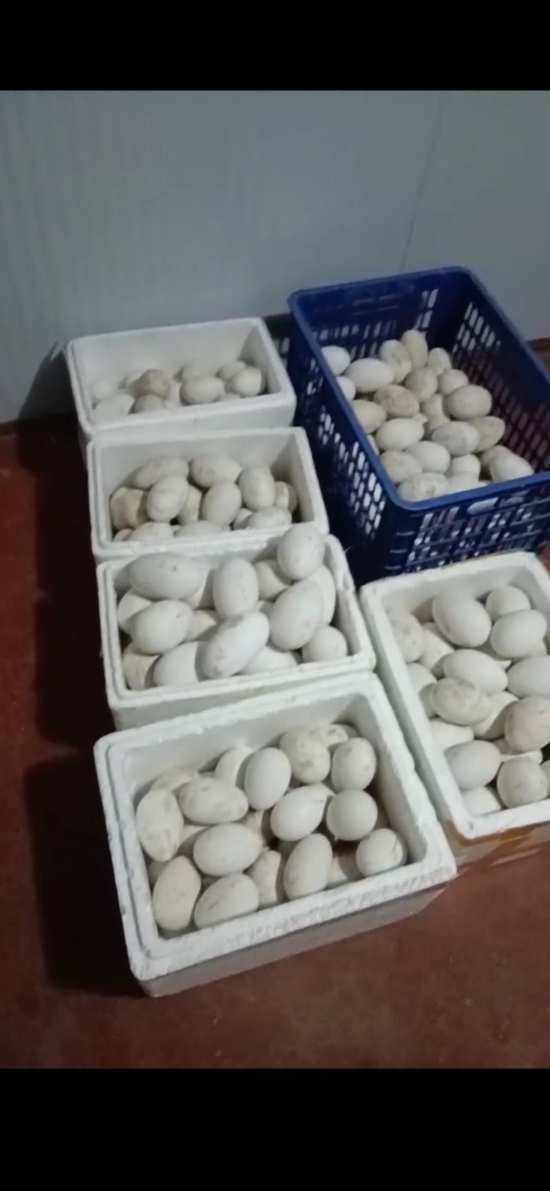 自家散养鹅蛋可长期供货