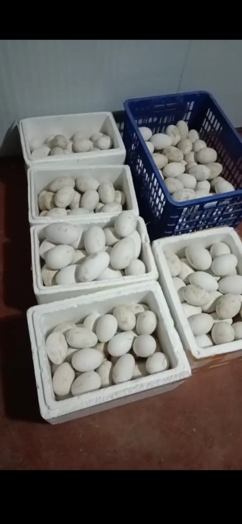 自家散养鹅蛋可长期供货