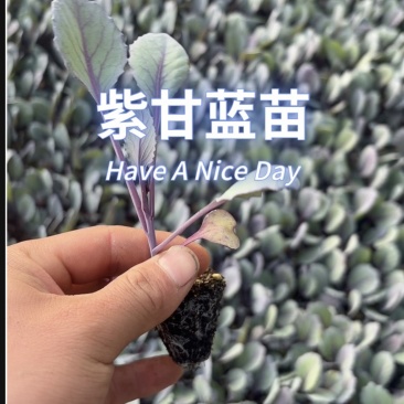 紫甘蓝苗