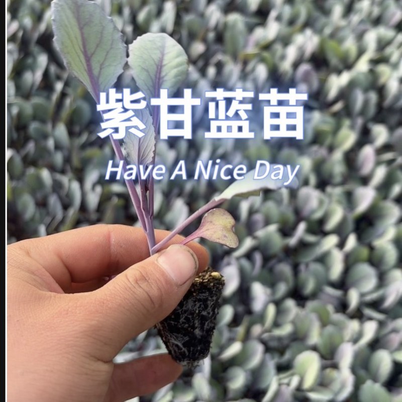 紫甘蓝苗