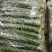 密刺油瓜，新鲜上市，青瓤青瓜，顶花密刺，供应全国