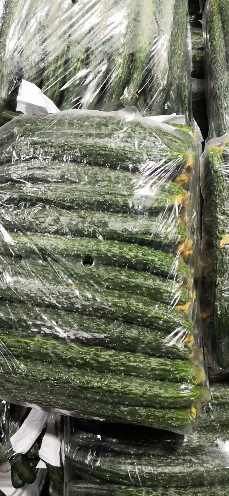 密刺油瓜，新鲜上市，青瓤青瓜，顶花密刺，供应全国