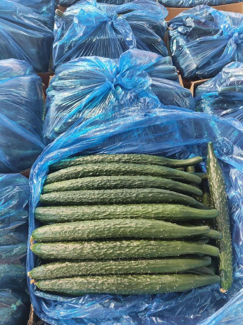 密刺油瓜，新鲜上市，青瓤青瓜，顶花密刺，供应全国