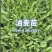 油麦苗