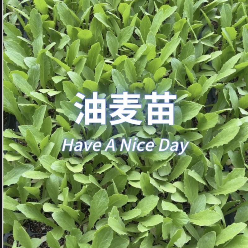 油麦苗