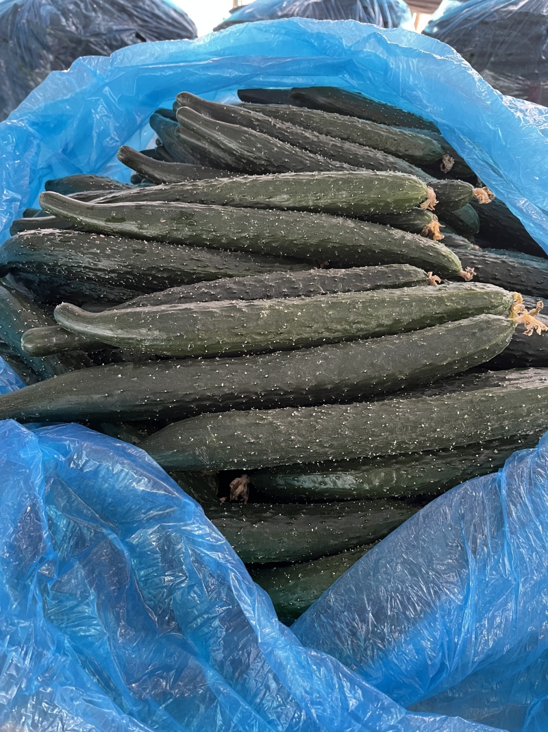 河南万亩黄瓜干花密刺黑条清瓤当天摘产地发货