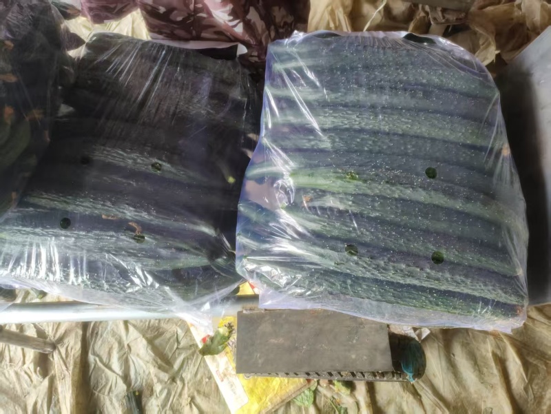 河南万亩黄瓜干花密刺黑条清瓤当天摘产地发货