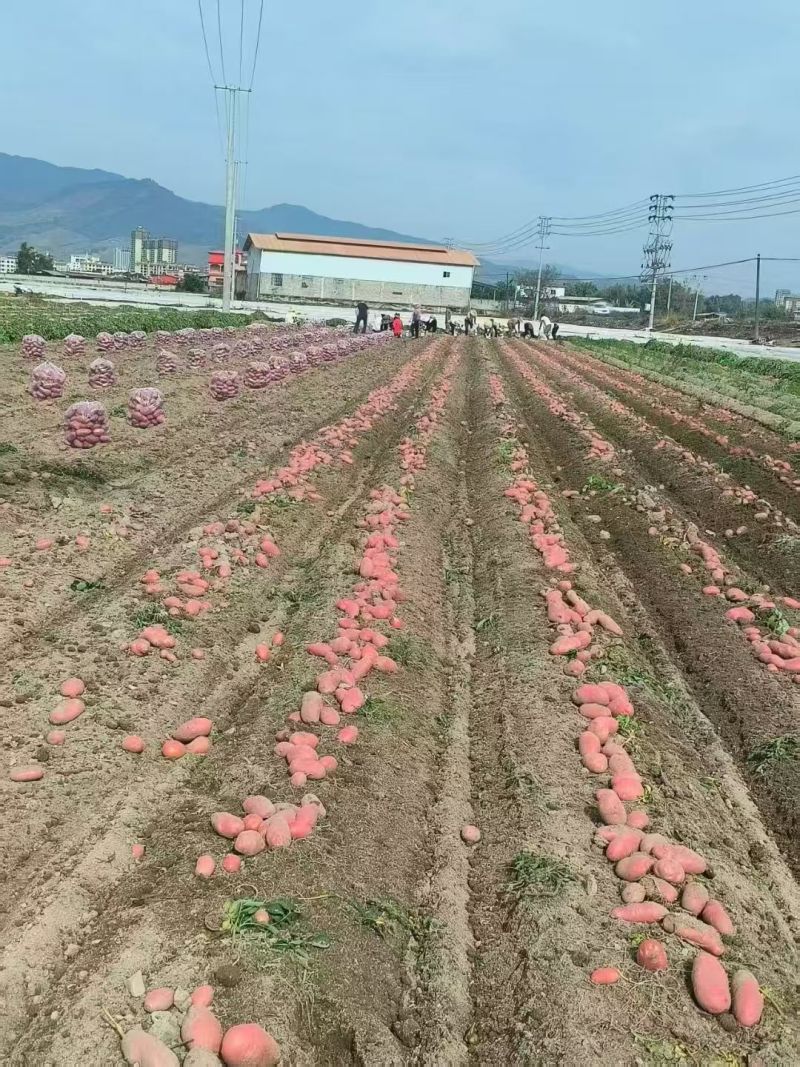 云南德宏盈江青薯9号红皮土豆