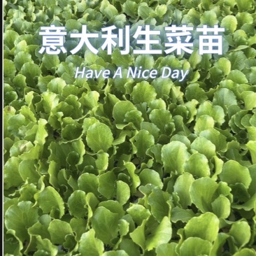 生菜