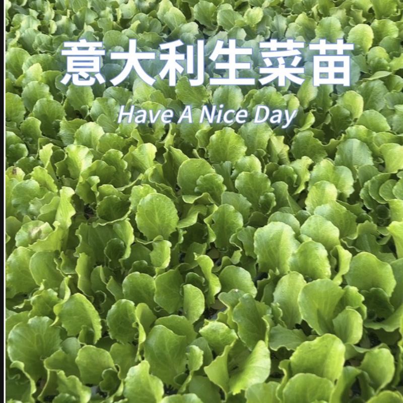 生菜
