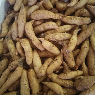 新鲜天麻，小小果10～14个一斤，现货一手货源，欢迎订购