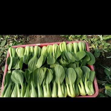 叶菜