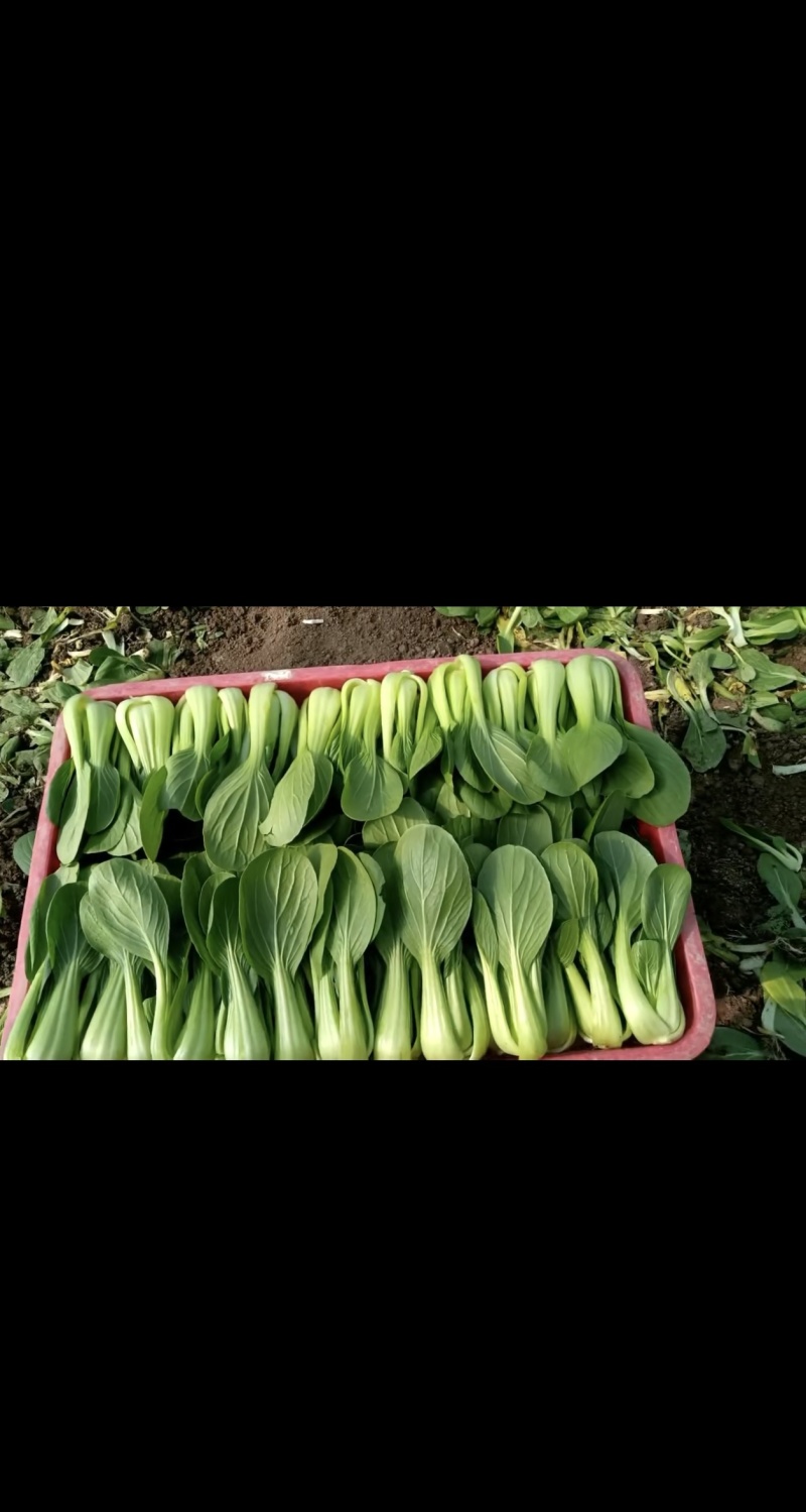 叶菜