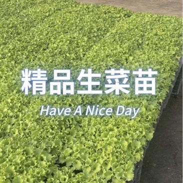 生菜苗