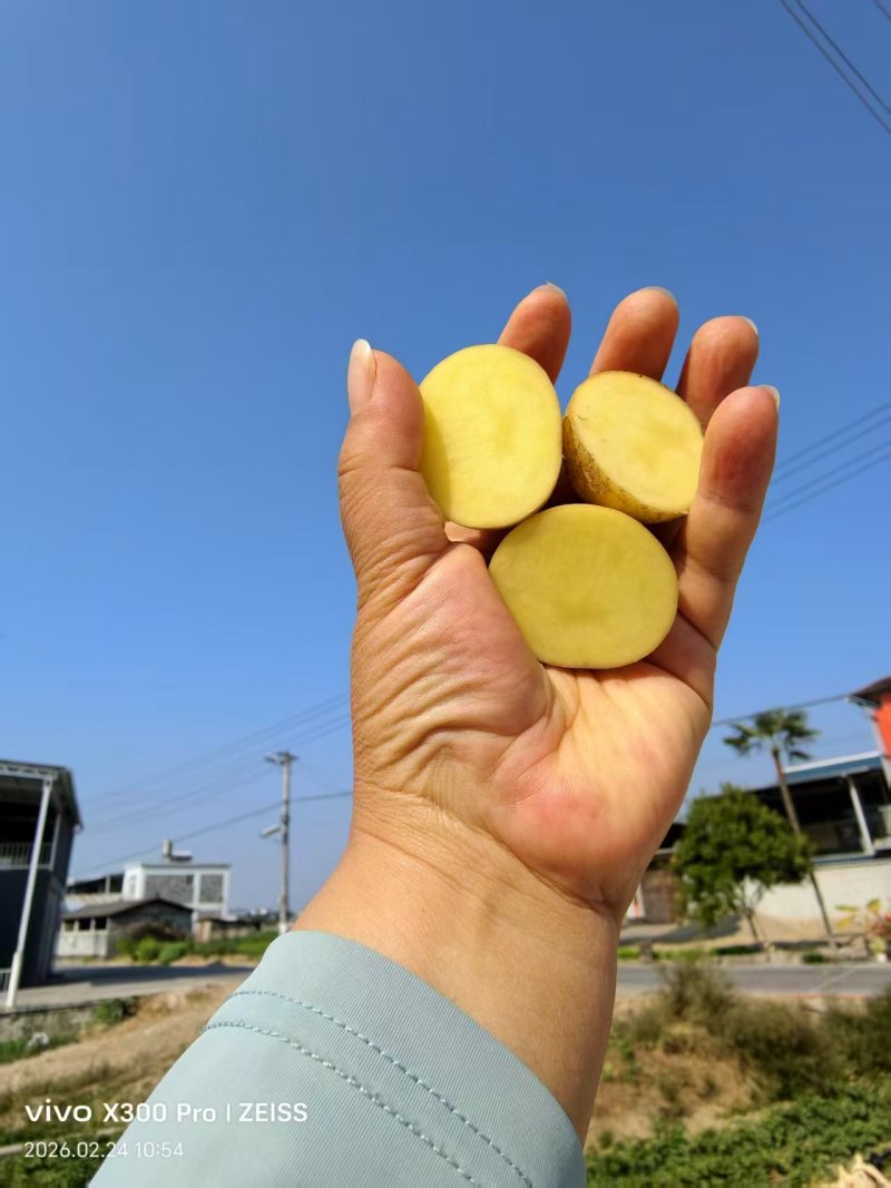 云南黄皮黄心迷你小土豆/产地直发/对接全国采购商