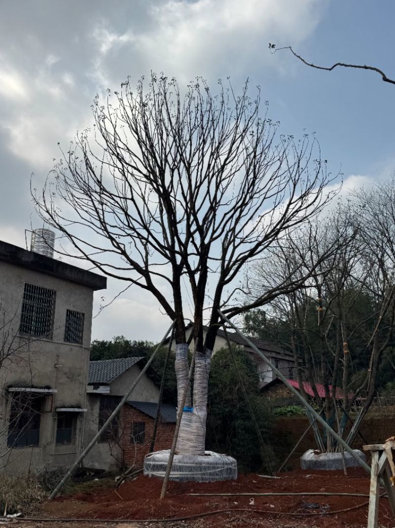 香樟基地苗圃直供