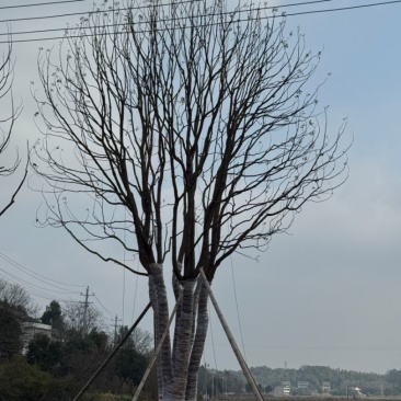 香樟基地苗圃直供