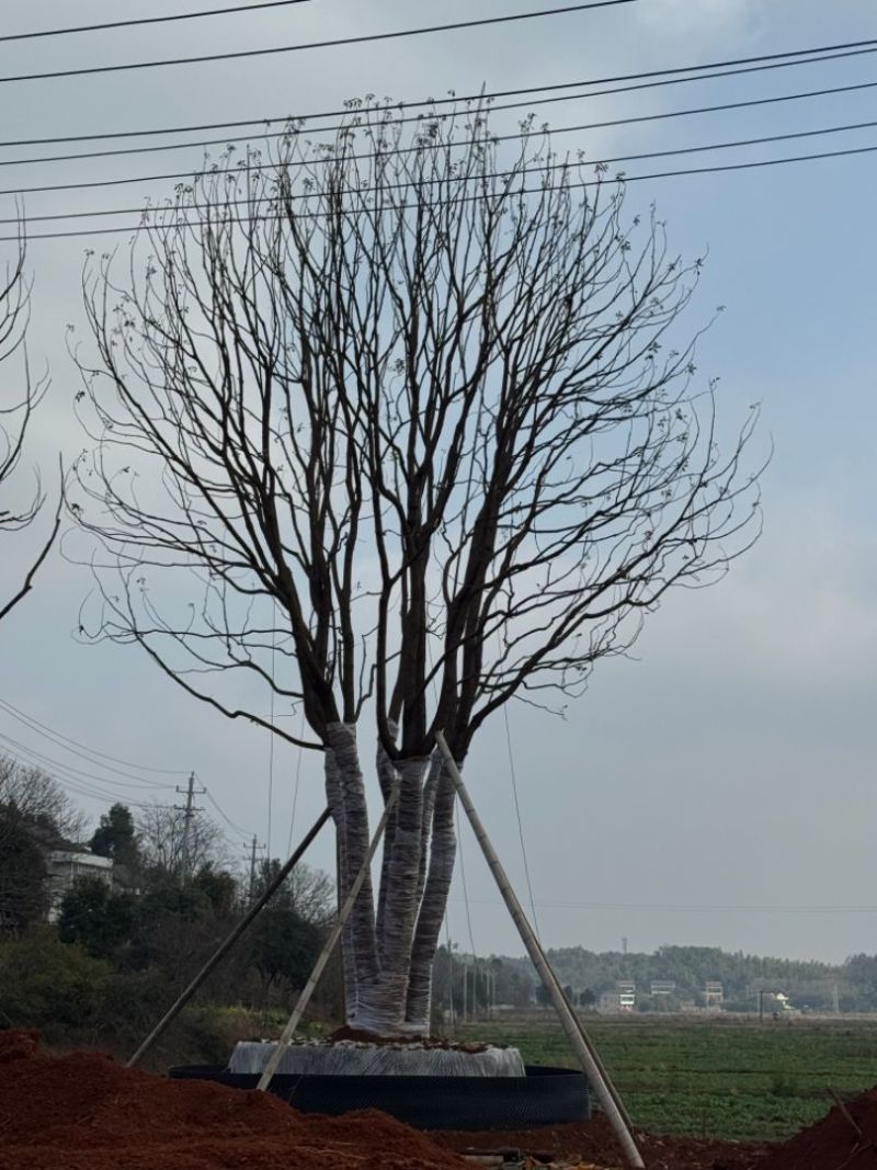 香樟基地苗圃直供