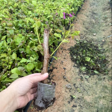 漳州热卖中国红，同安红三角梅