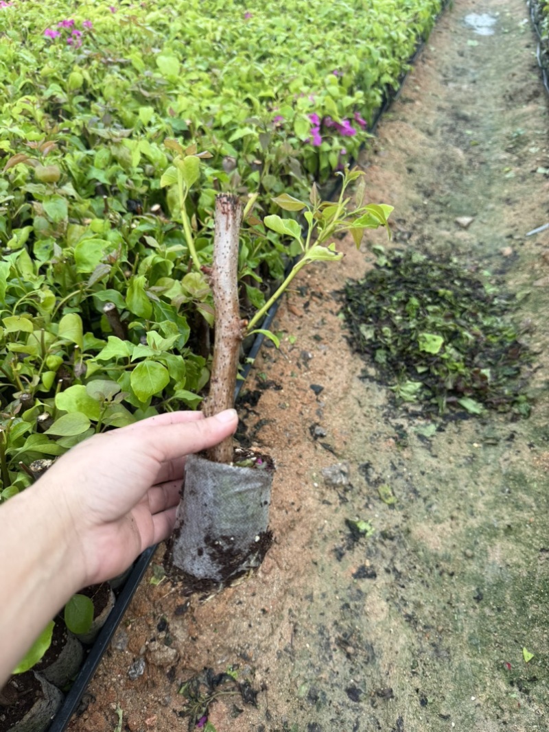 漳州热卖中国红，同安红三角梅