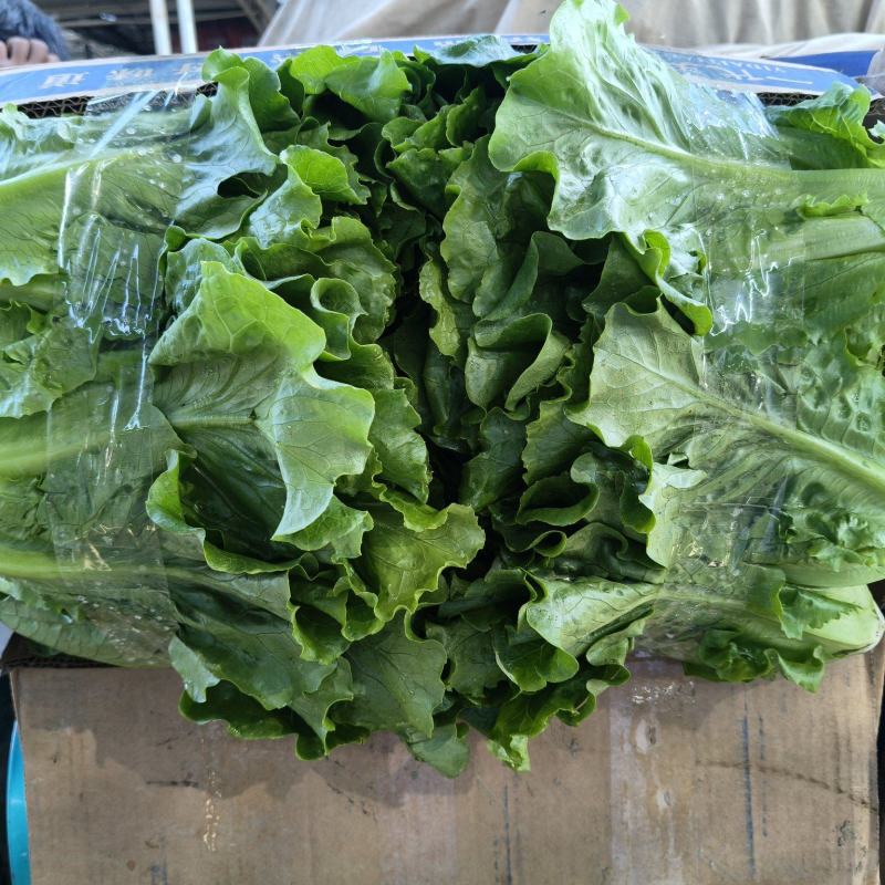 精品生菜意大利生菜大量供应可视频看货欢迎来电采购