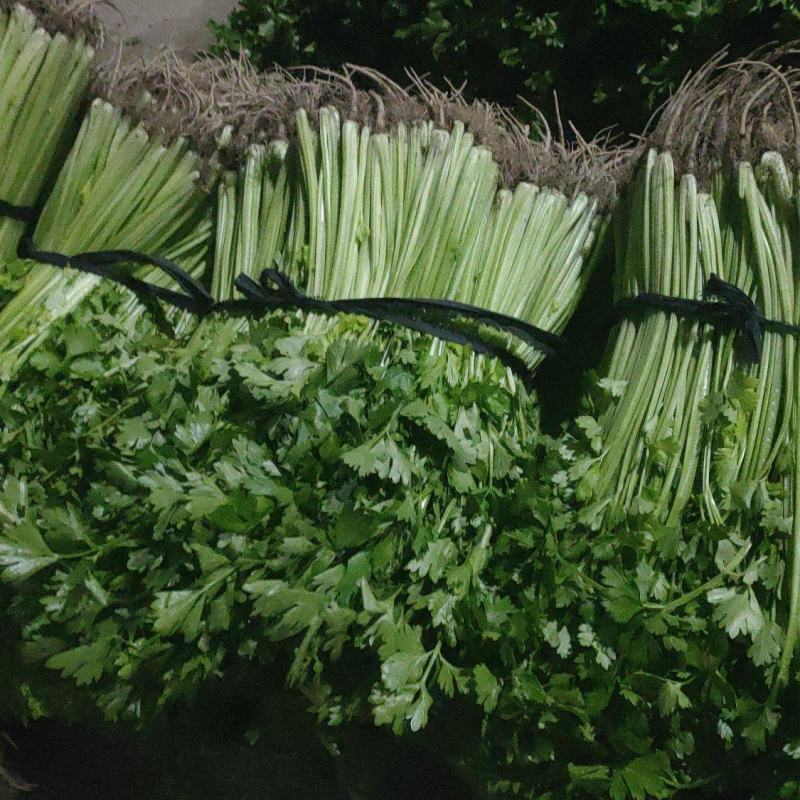 精品香芹大量供应淮安香芹对接各大市场商超电商火锅店