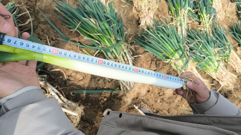 河南新野铁杆大葱支持各种规格电商市场一件代发
