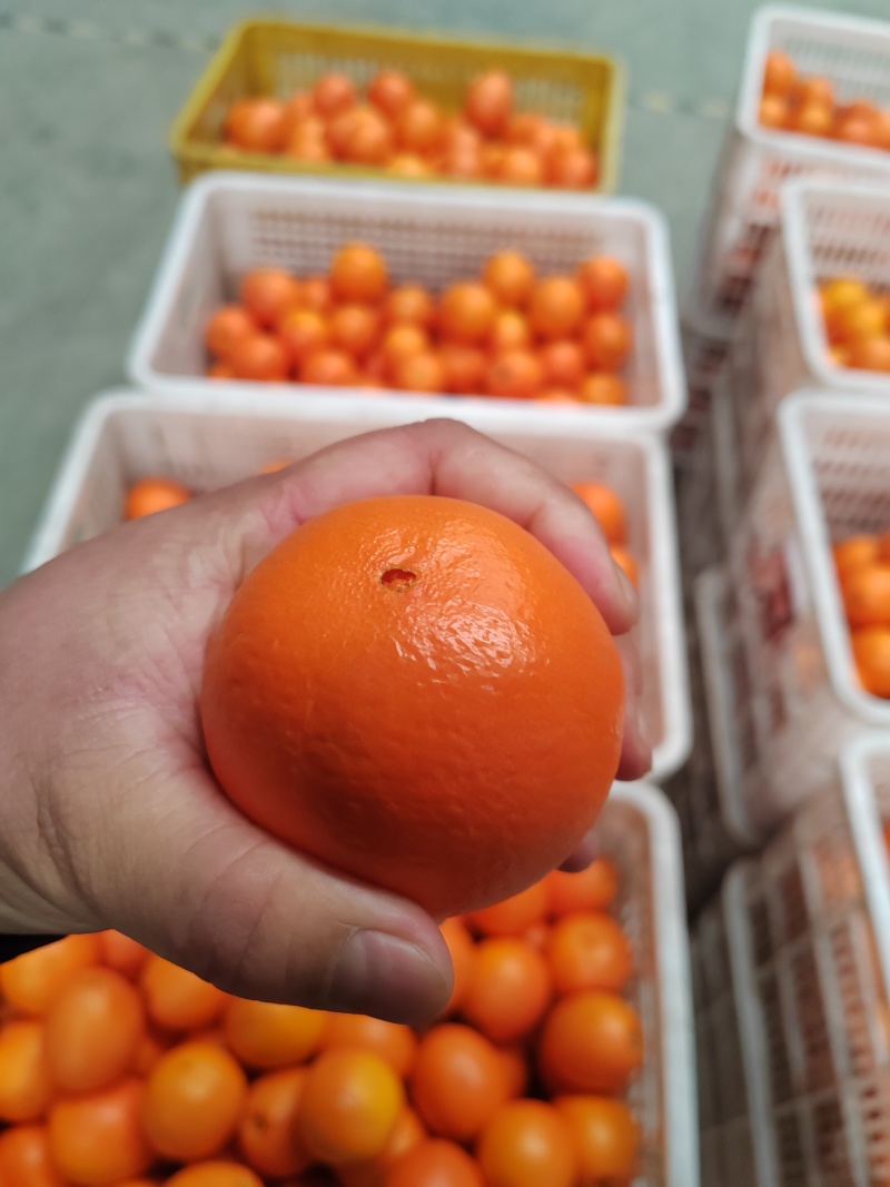 奉节鲜果脐橙大量上市电商平台渠道市场出口一件代发大量对接
