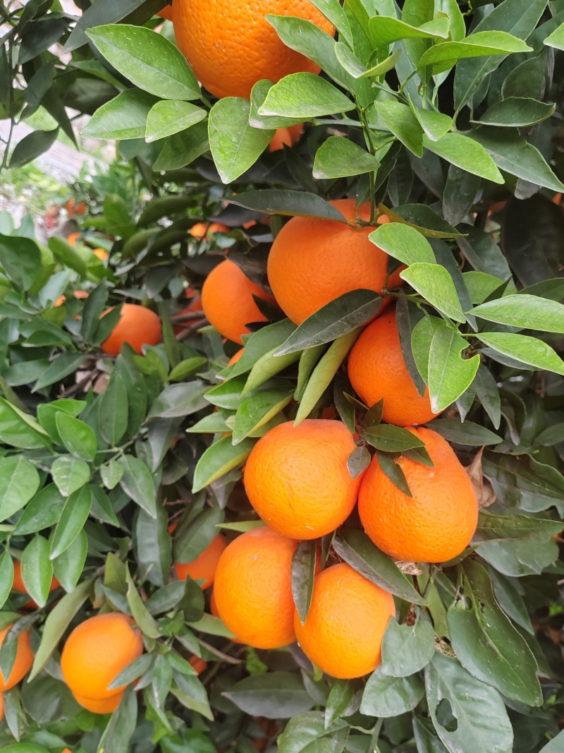 奉节鲜果脐橙大量上市电商平台渠道市场出口一件代发大量对接