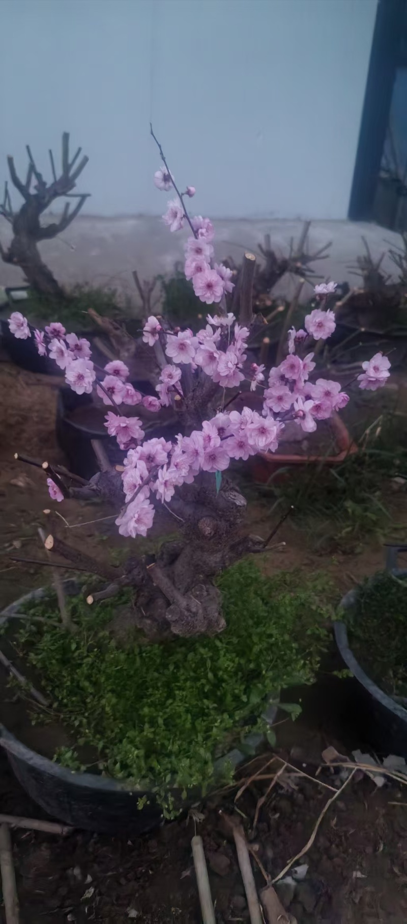 梅花老桩