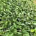 咖啡豆苗