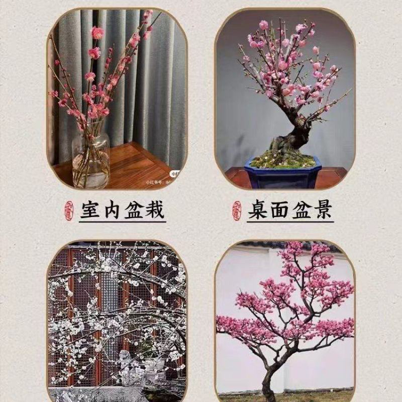 梅花老桩
