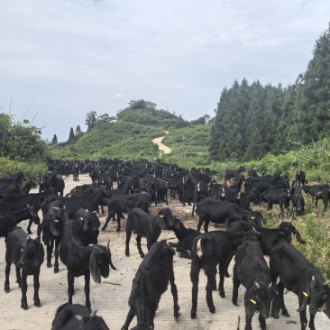 云上黑山羊