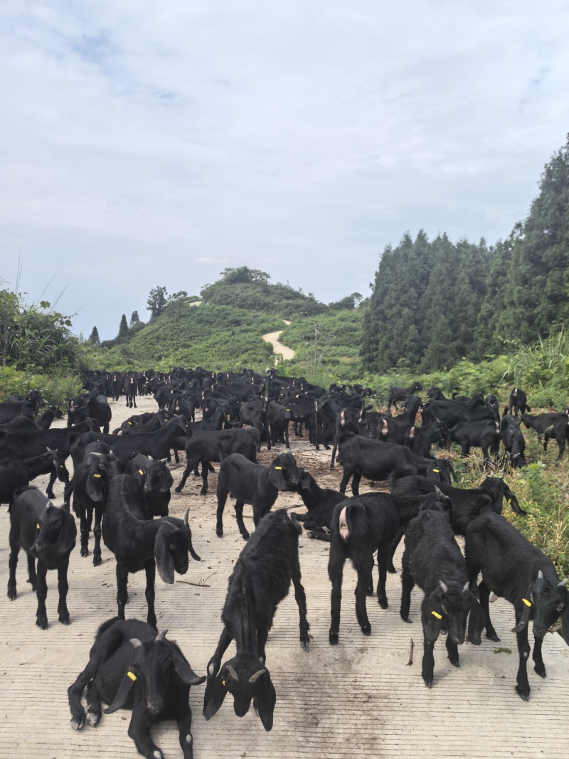 云上黑山羊