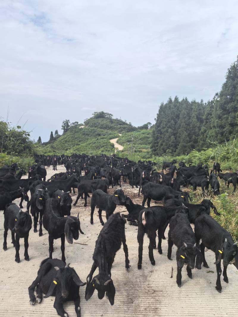 云上黑山羊