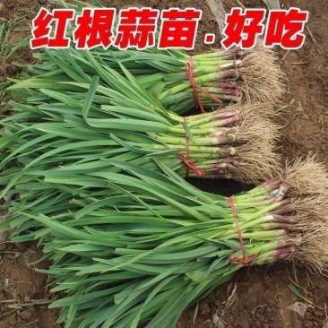 山东金乡红根蒜苗