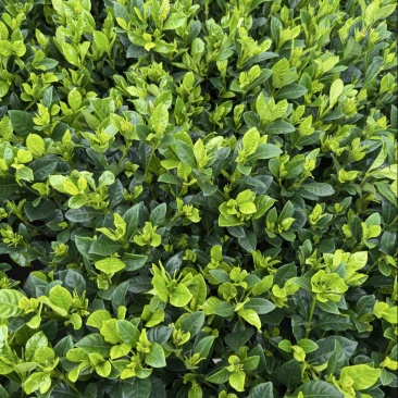 【推荐】栀子花大小规格品质保证基地直发