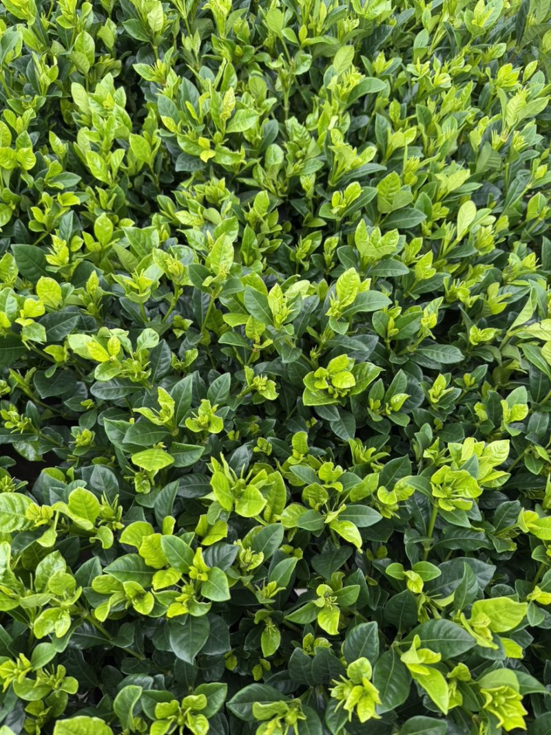 【推荐】栀子花大小规格品质保证基地直发