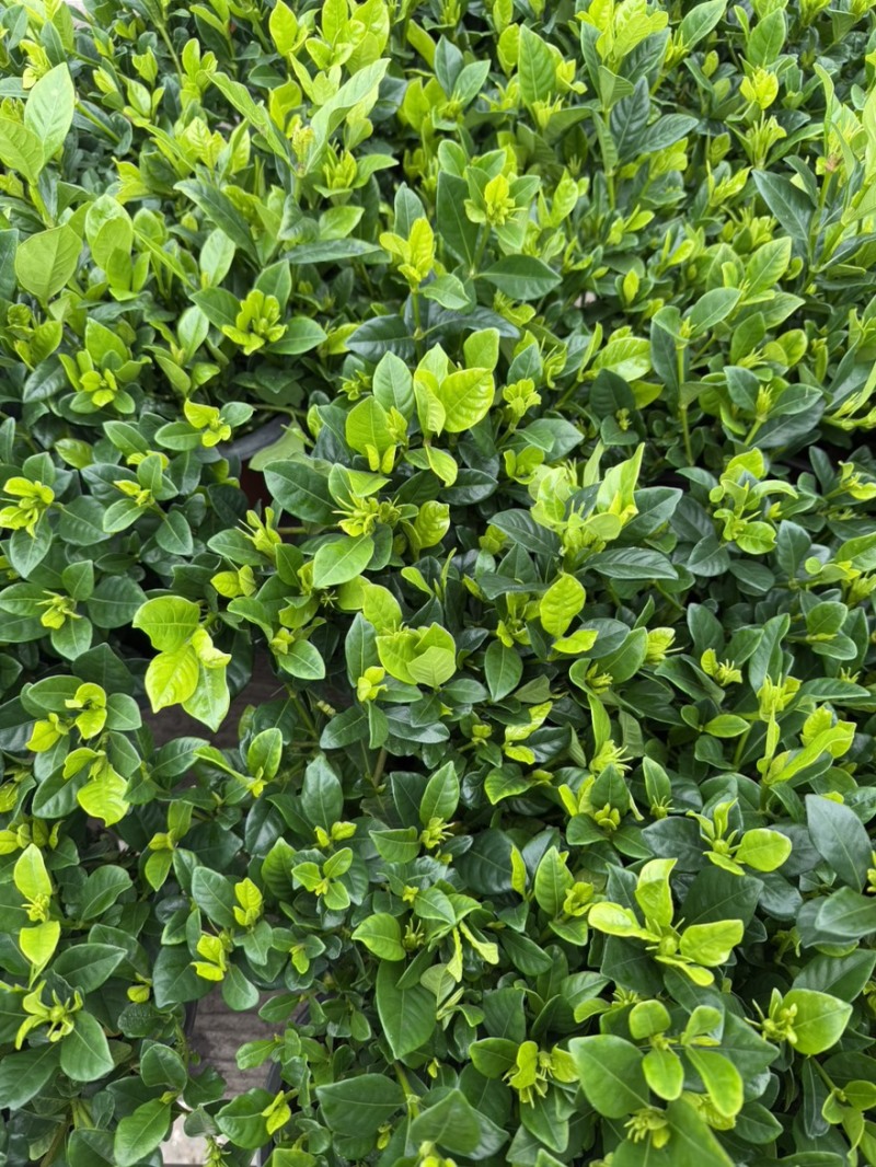 【推荐】栀子花大小规格品质保证基地直发