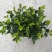 【推荐】栀子花大小规格品质保证基地直发