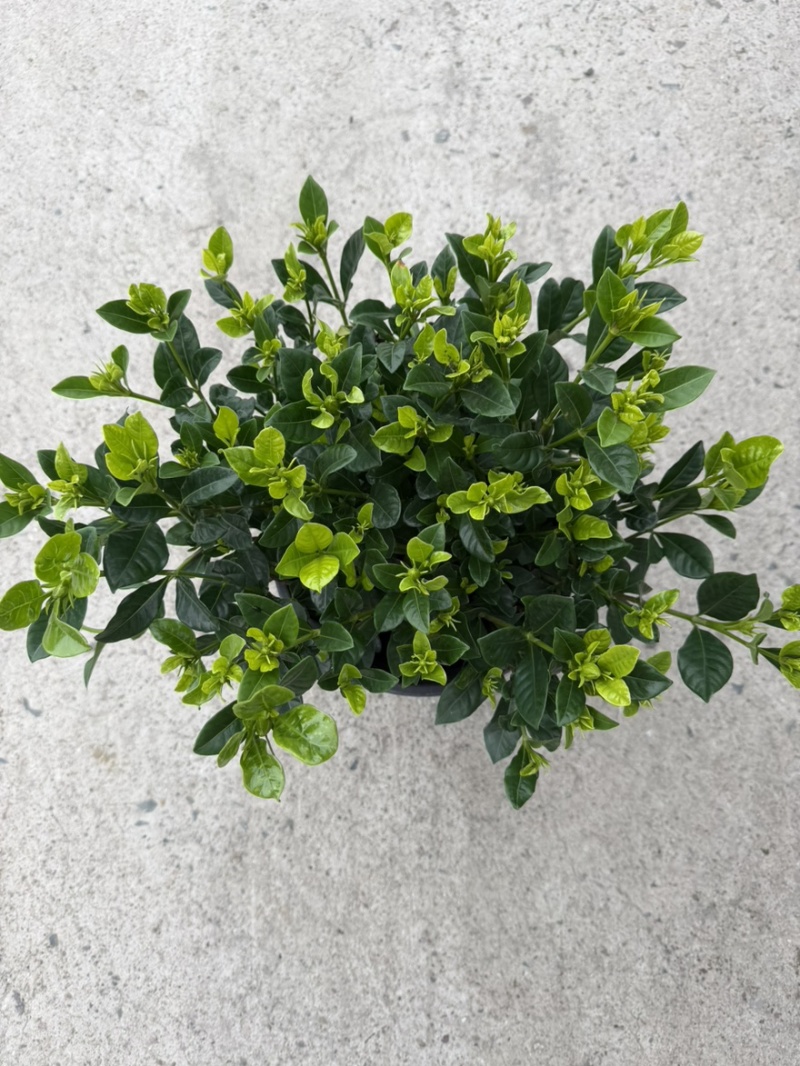 【推荐】栀子花大小规格品质保证基地直发
