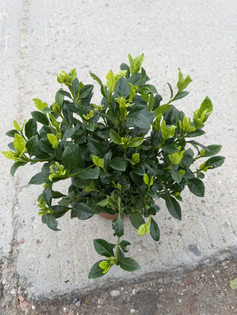 【推荐】栀子花大小规格品质保证基地直发