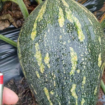 湛江香芋南瓜地头价卖