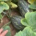 湛江香芋南瓜地头价卖