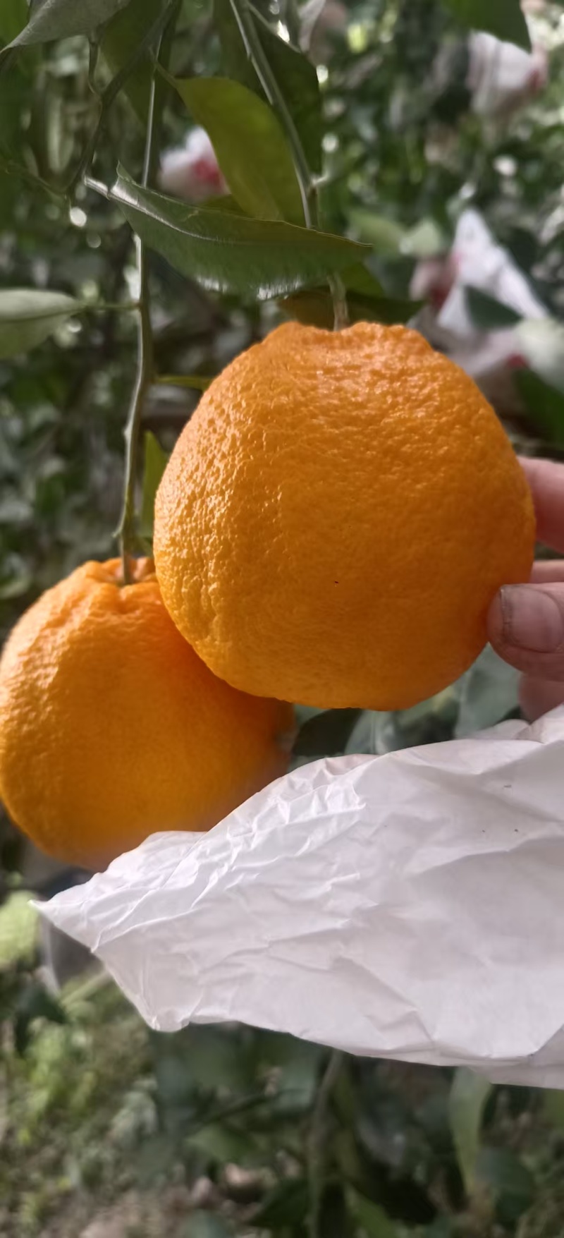 不知火（丑八怪）柑橘